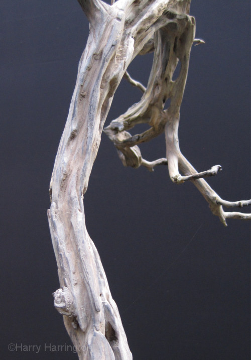 juniper bonsai deadwood